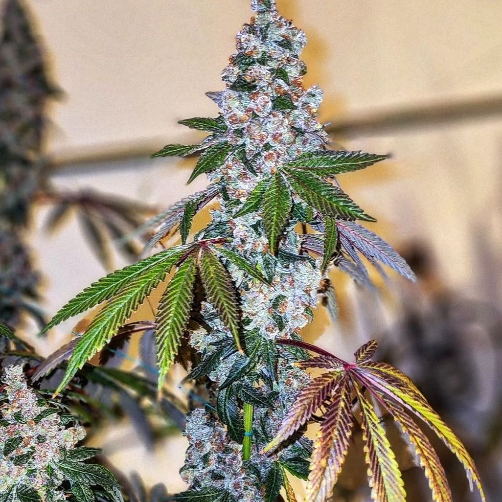 Cherry Pie OG S1 5 Pack