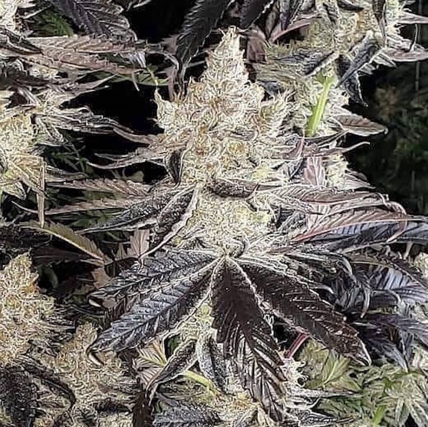 Ethos Cookies R2 5Pack