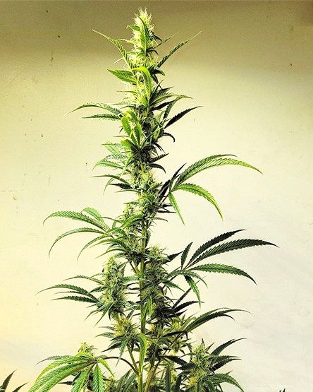 Ethos Haze IBL 5Pack