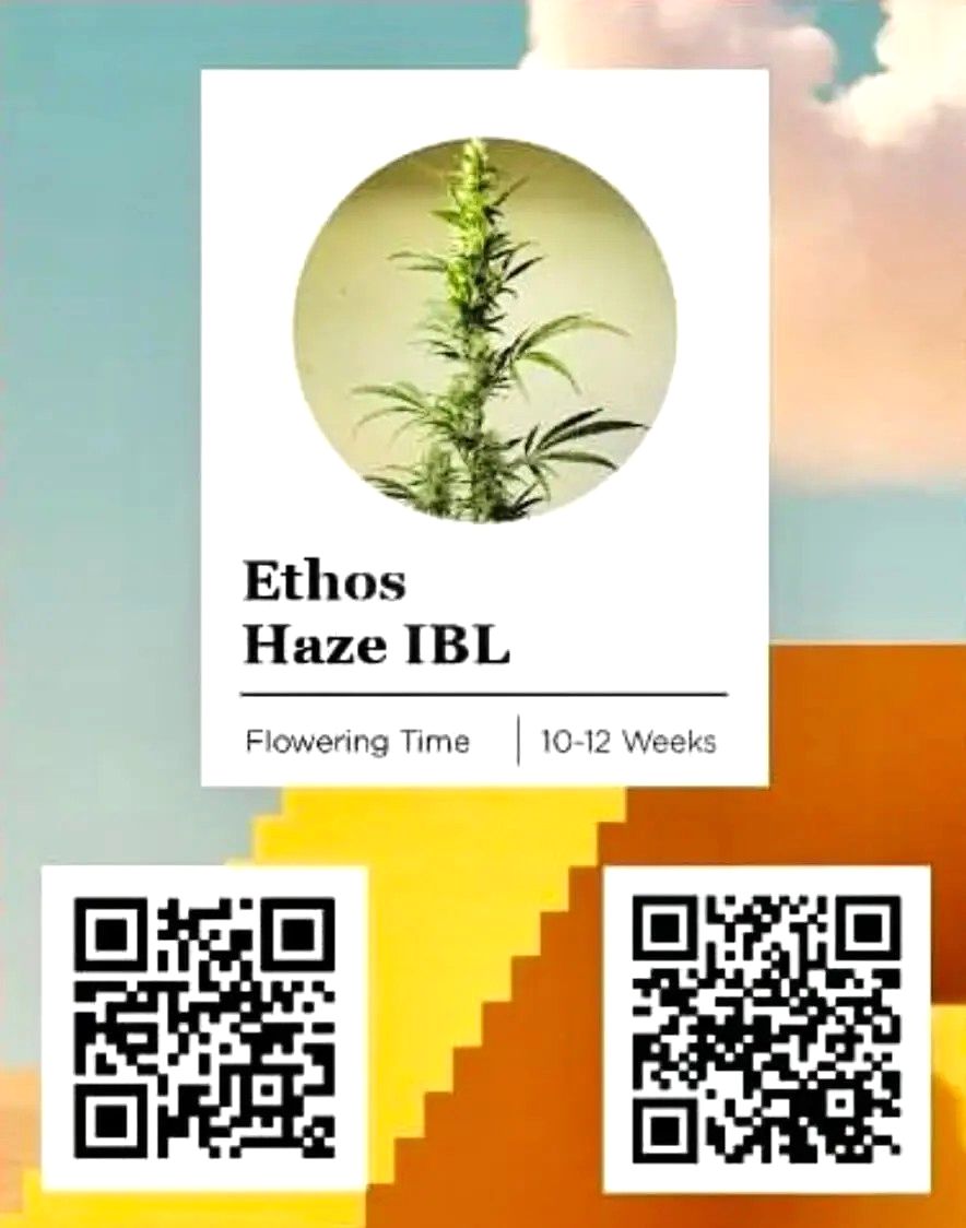 Ethos Haze IBL 5Pack