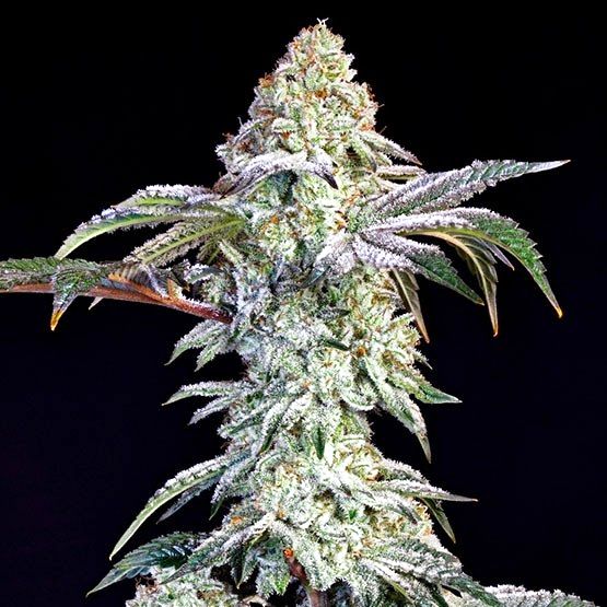 Grandpa&#39;s Cookies #6 S1 5Pack