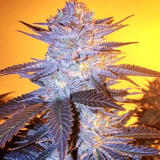 Orange Velvet Underground RBX 10Pack Orange Velvet Underground RBX 10Pack