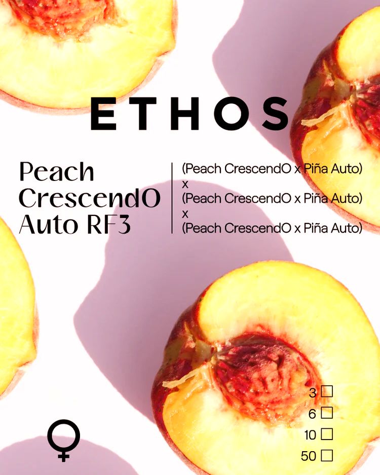 Peach CrescendO Auto RF3 3Pack Peach CrescendO Auto RF3 3Pack