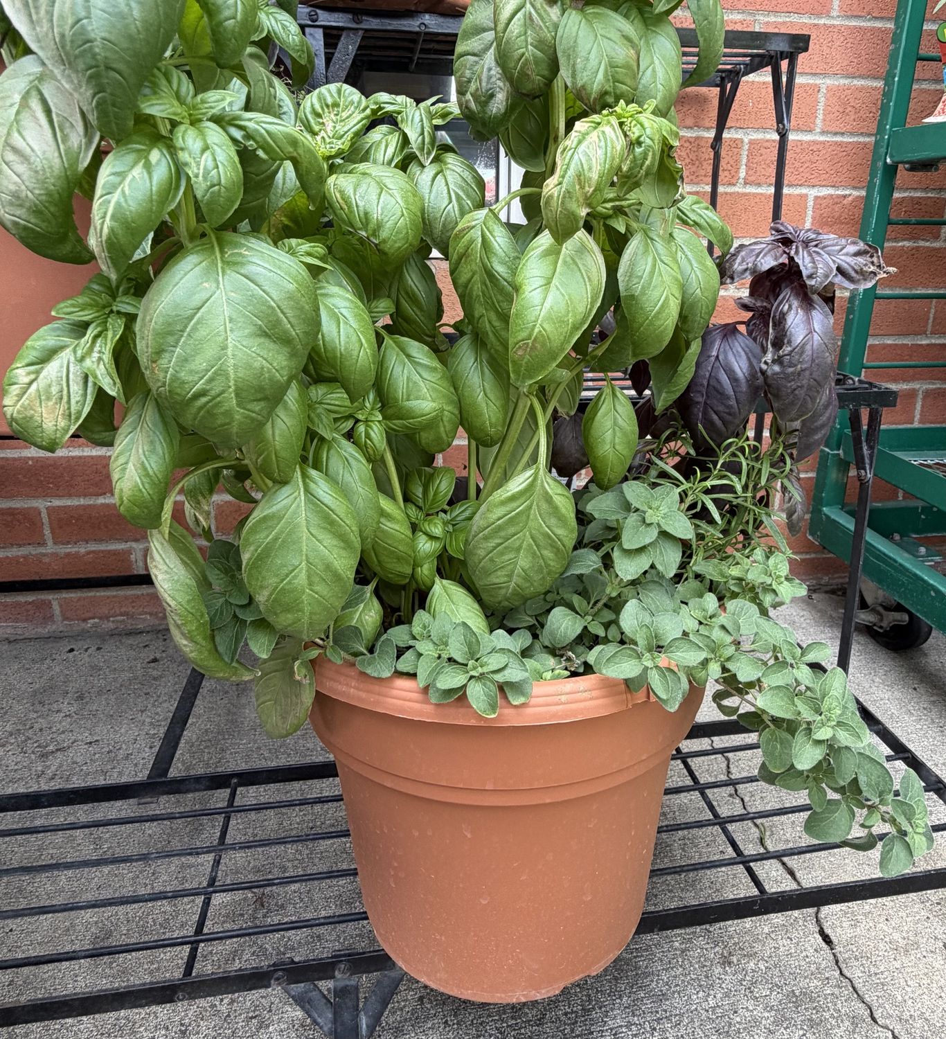 Mixed Herbs (3 gal) Pot