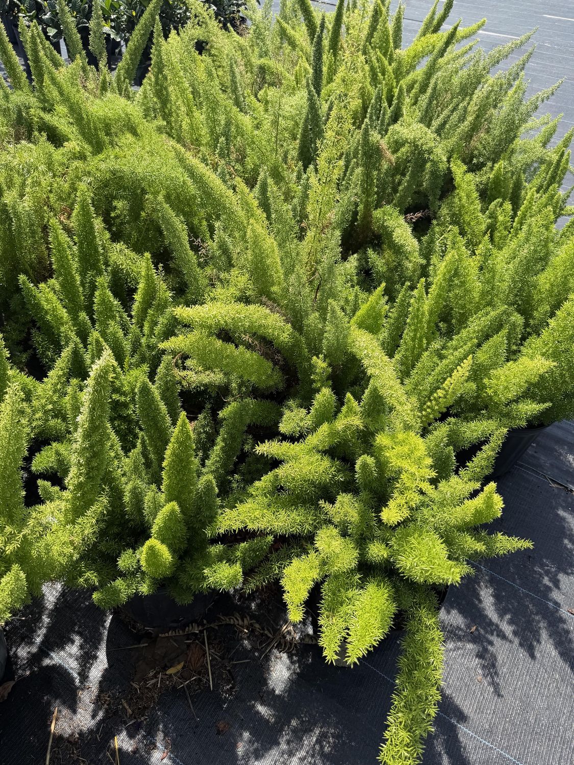 FoxTail Ferns
