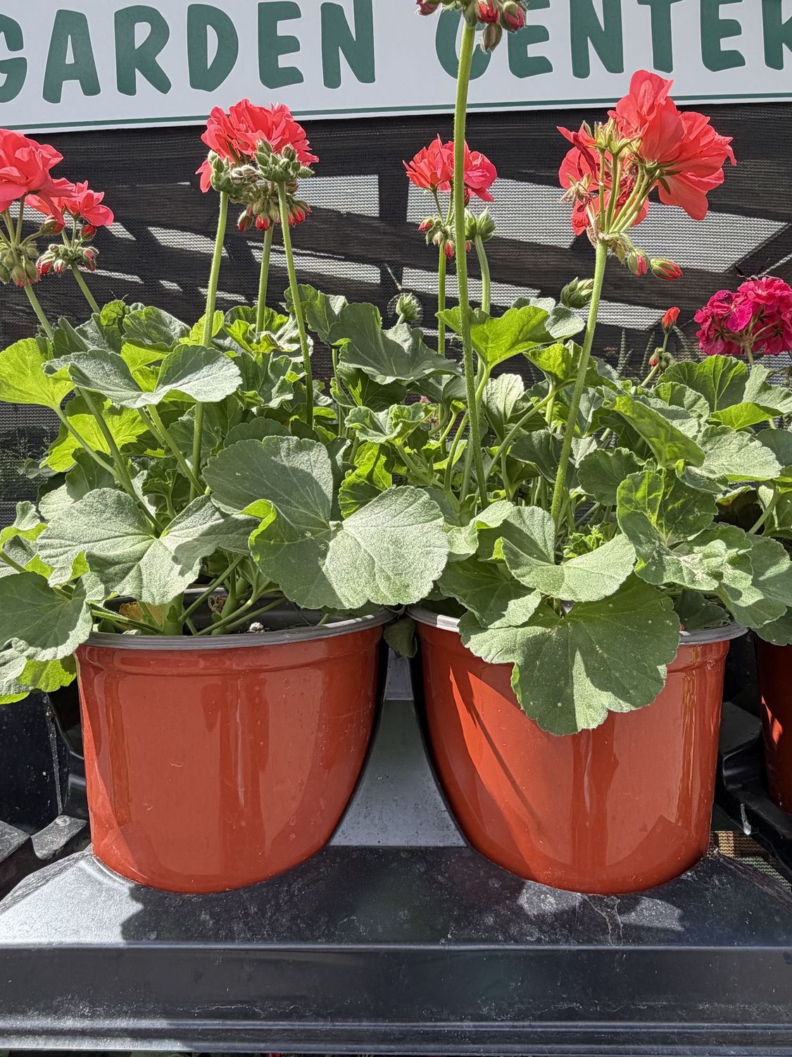 Flowers / Plants (1 gal ) Pot