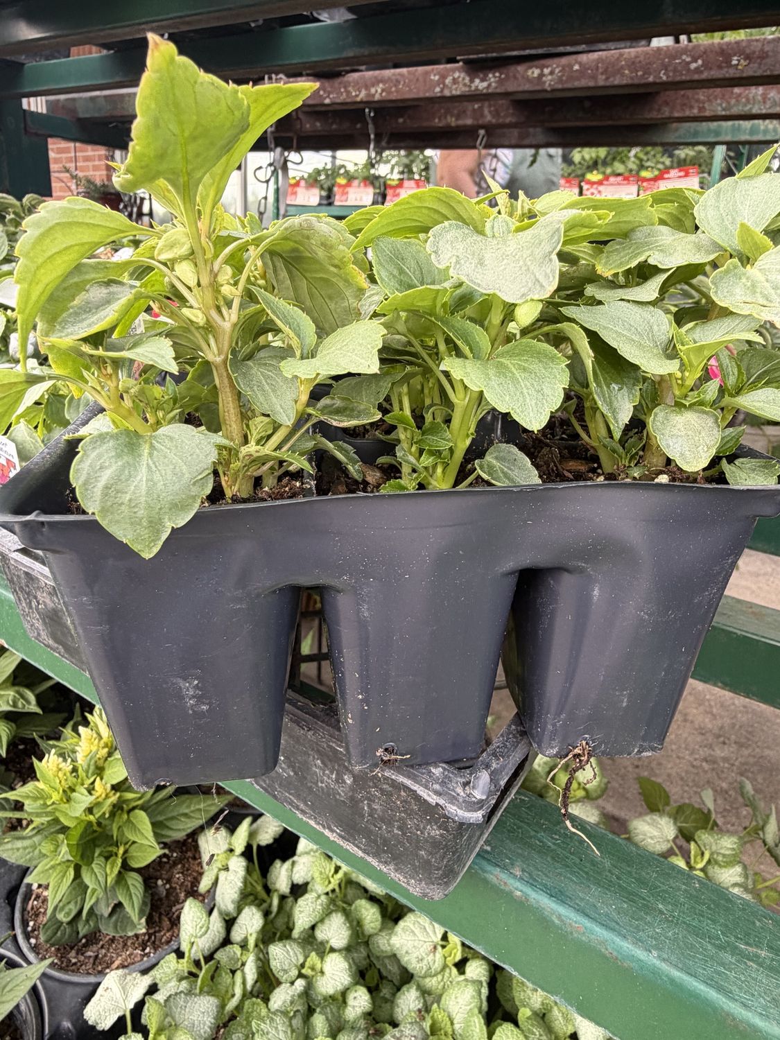 Flowers / Plants (6 pack)