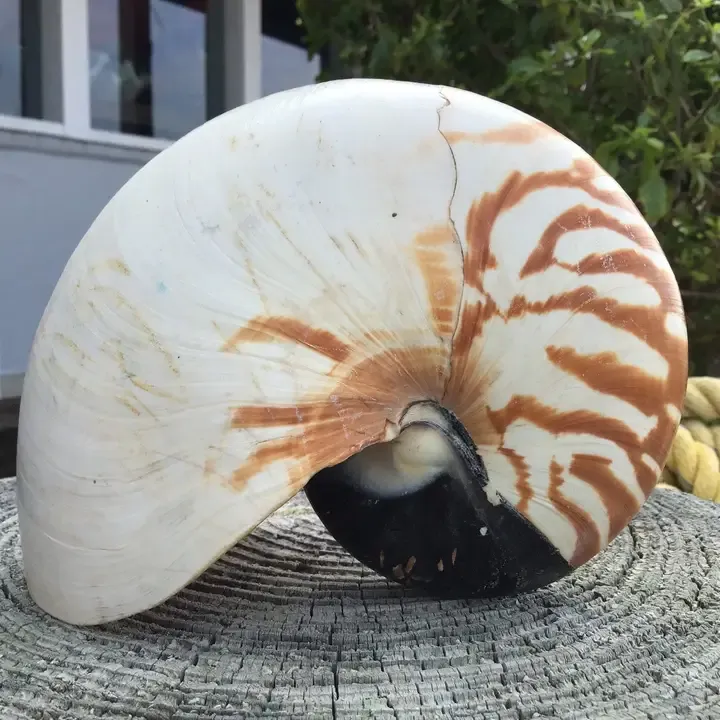 Tiger Stripe Nautilus-Style Display Shell Tiger Stripe Nautilus-Style Display Shell | Oakenora Home