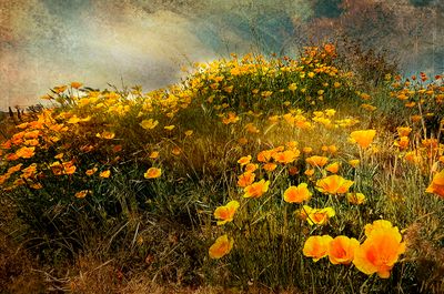 Dave Leibowitz