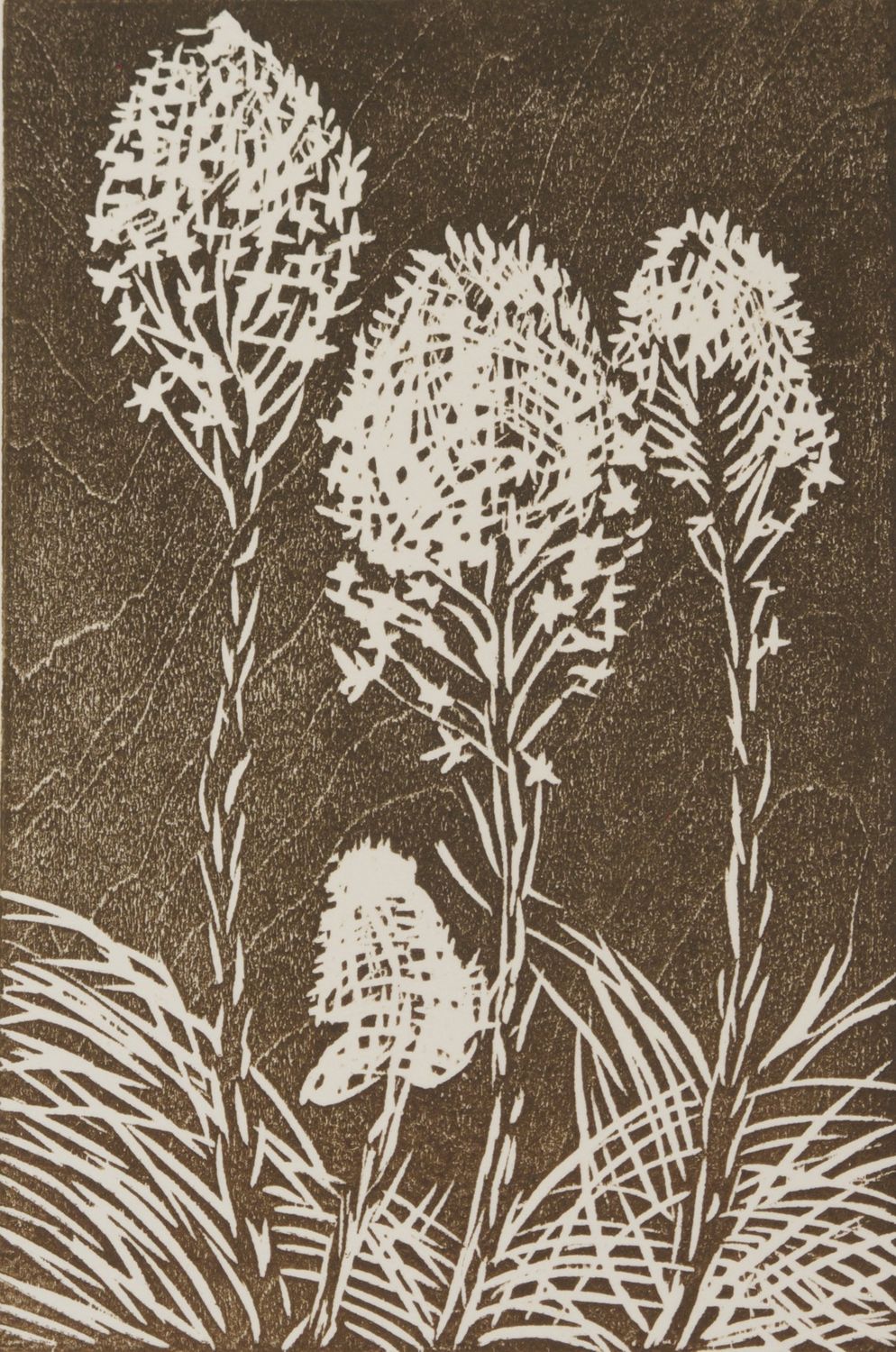 Bear Grass