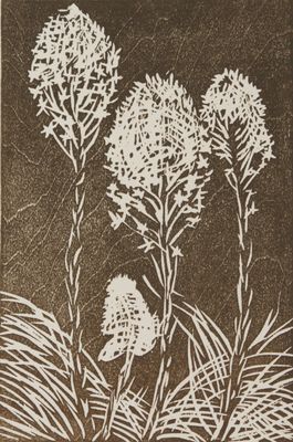 Bear Grass