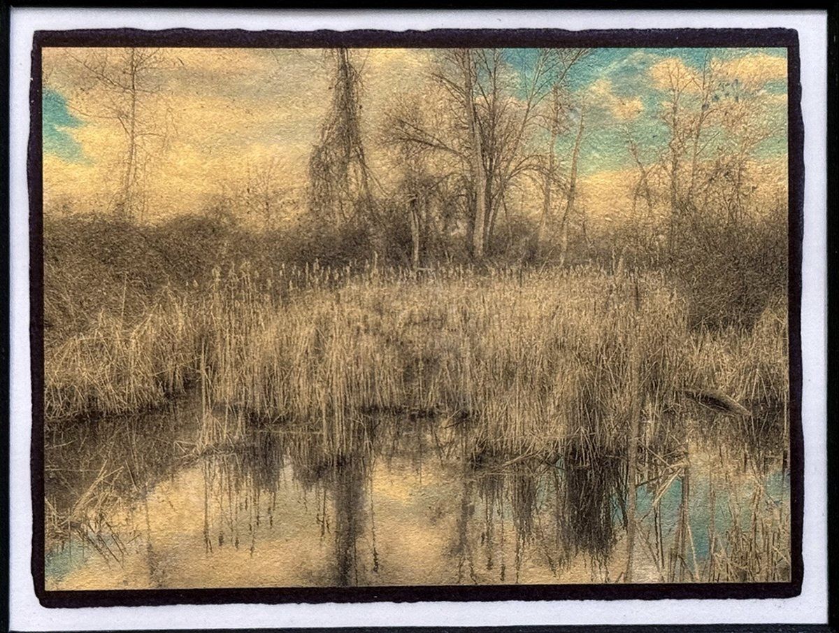 Cattails on Bear Creek