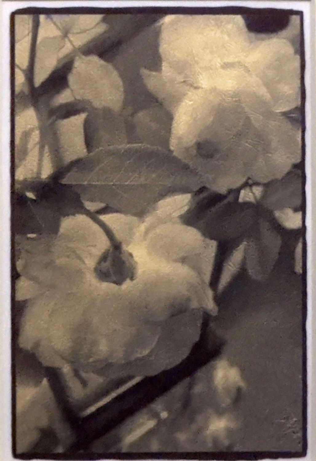 Backside Rose