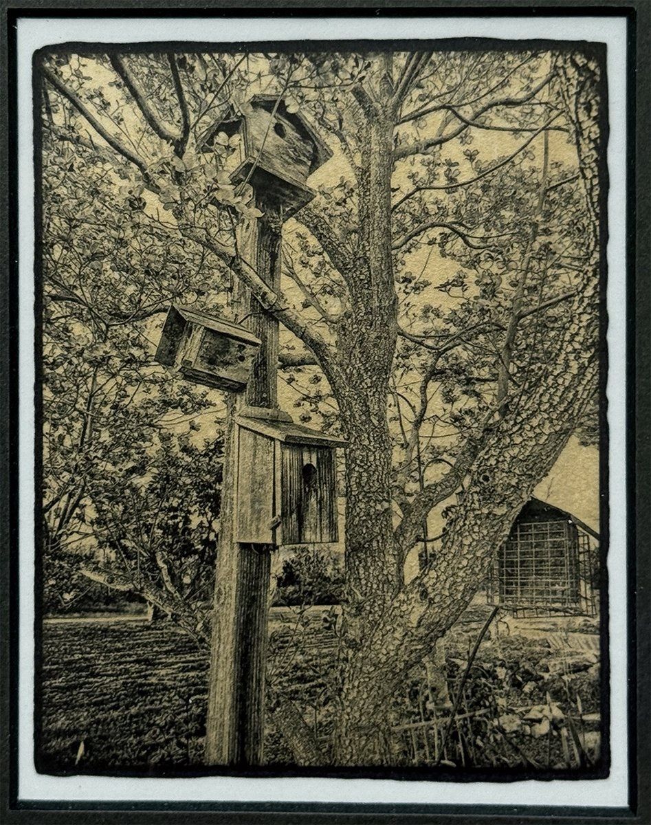 Backyard Birdhouses