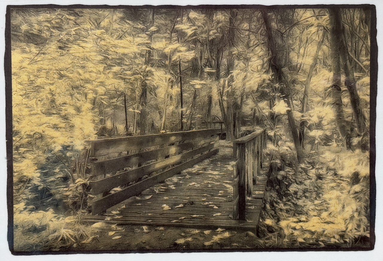 Bridge at the Stout Grove