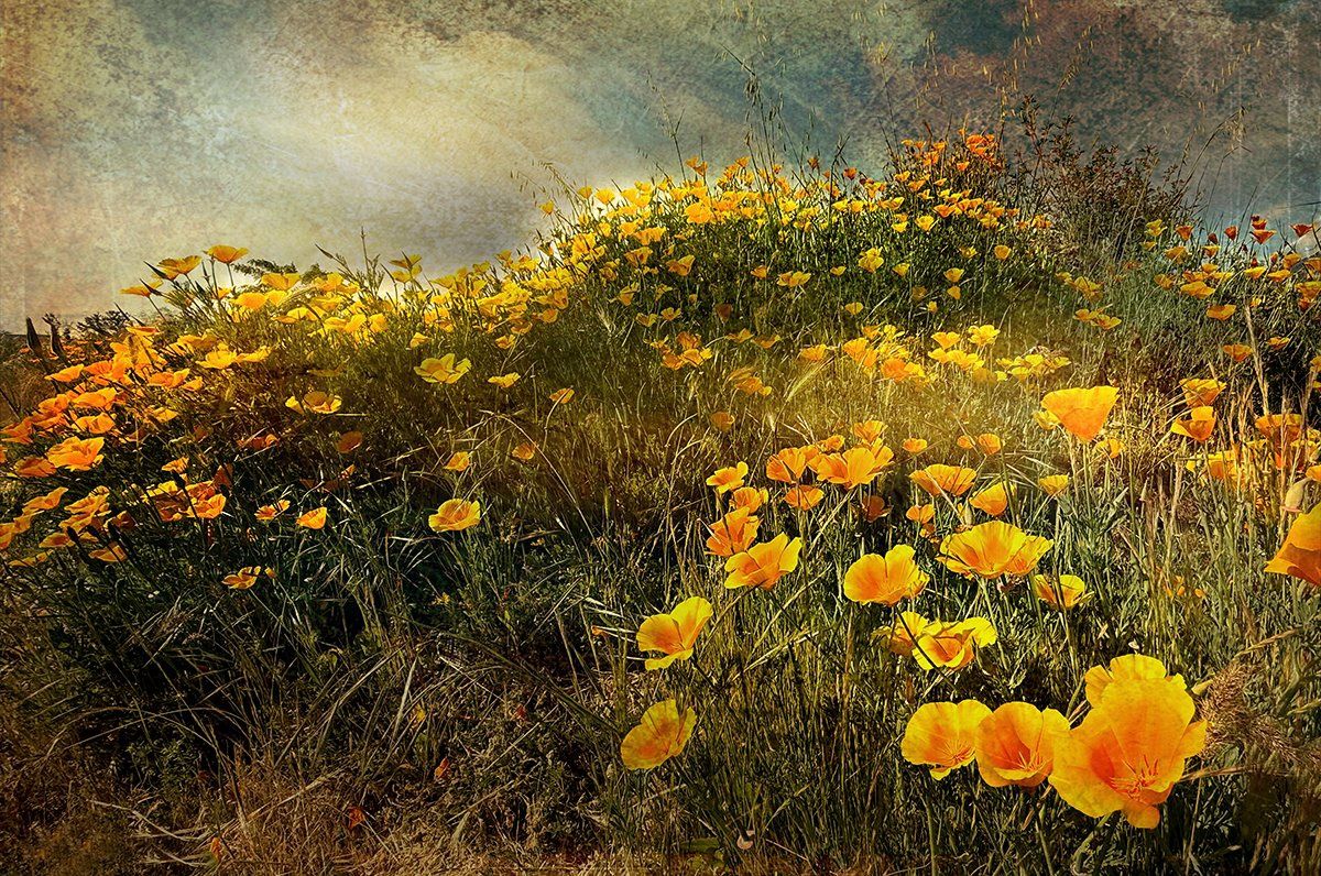 California Poppies