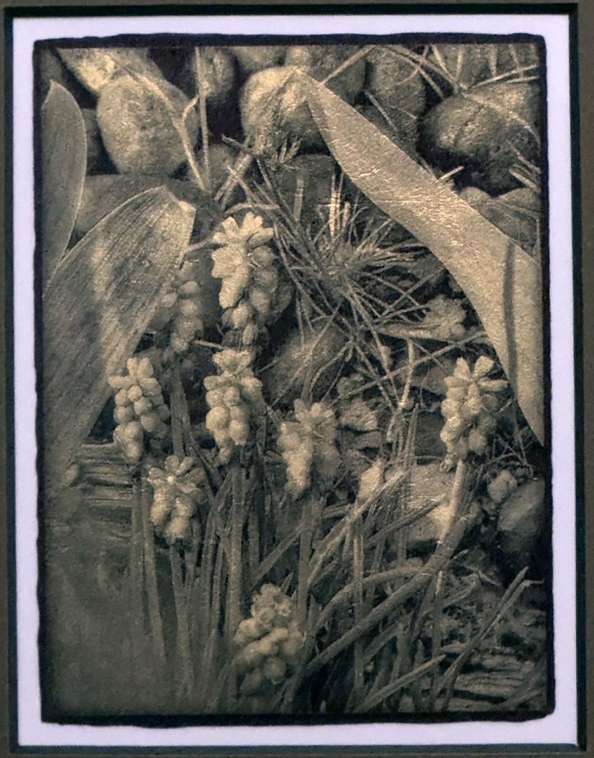 Grape Hyacinth