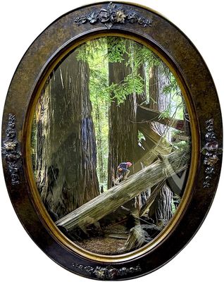 Playground in the Redwoods