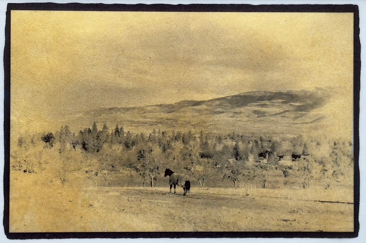 Horse on a Hill