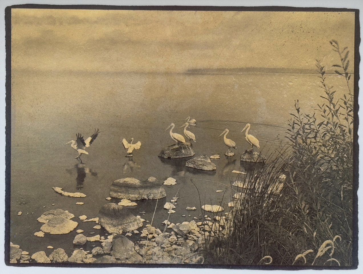 Pelicans on Upper Klamath Lake