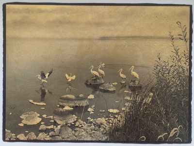Pelicans on Upper Klamath Lake