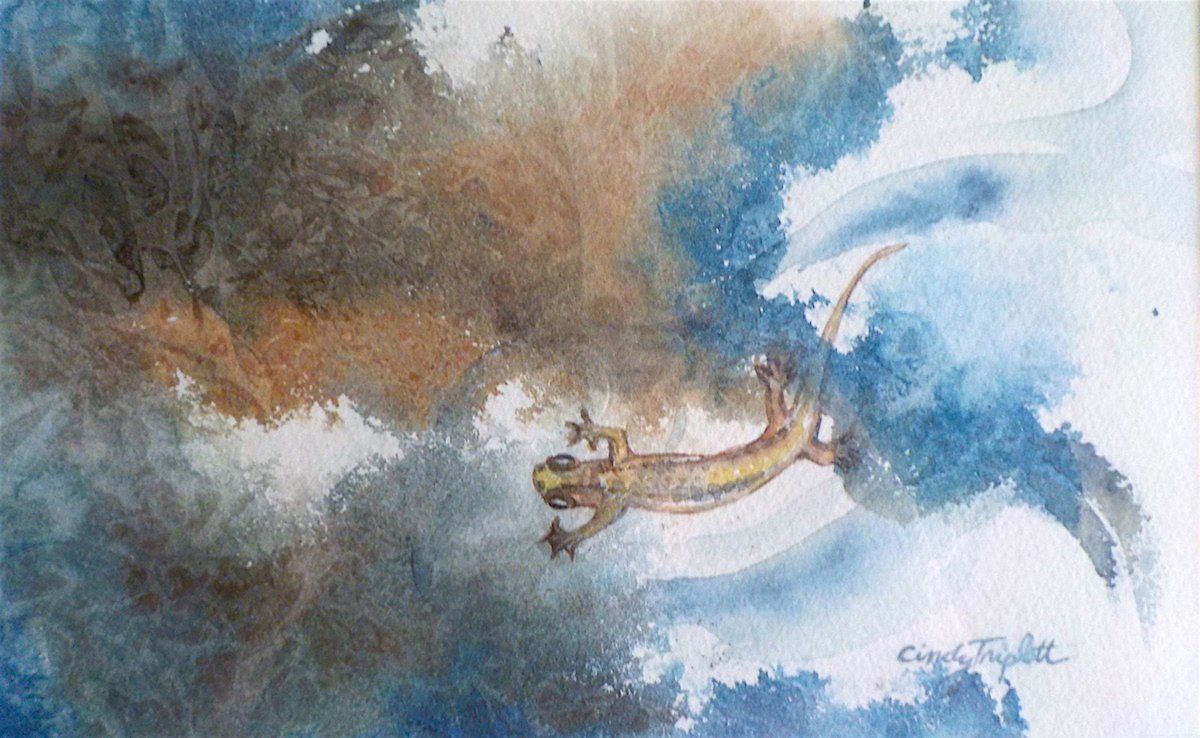 Salamander