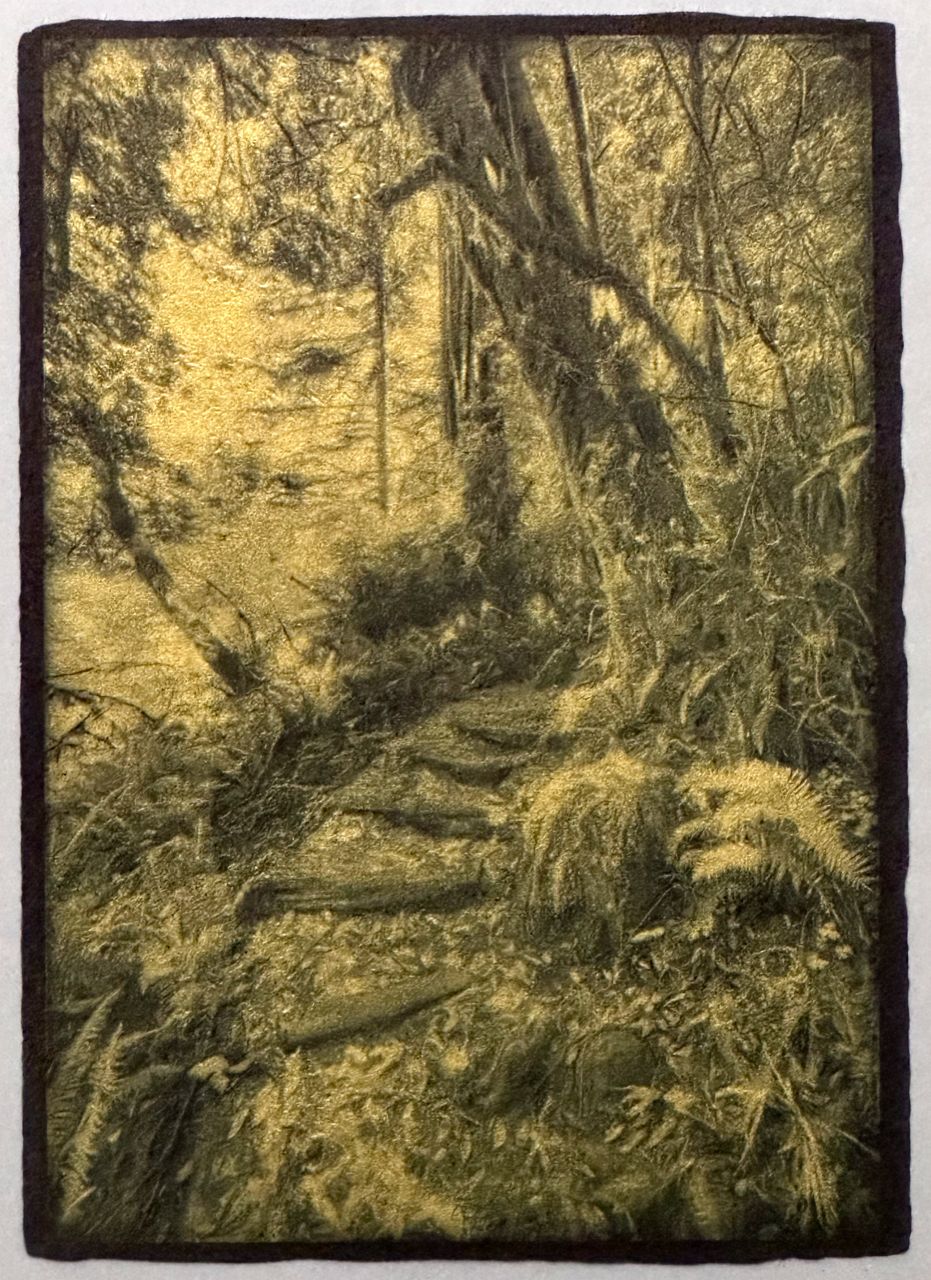 Path Through the Redwoods