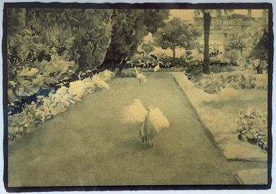 Peacocks on Isola Bella