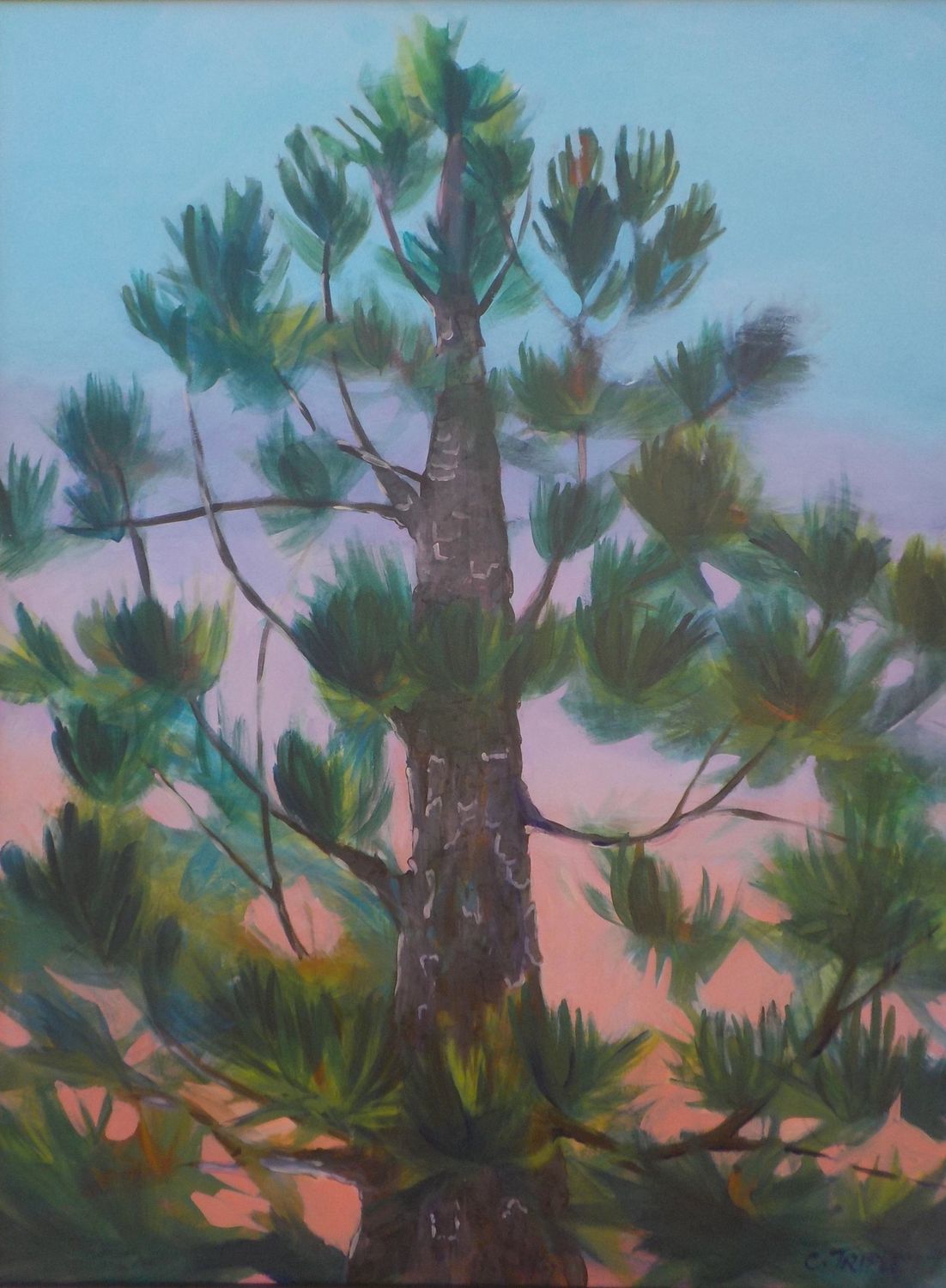 Pine Tree