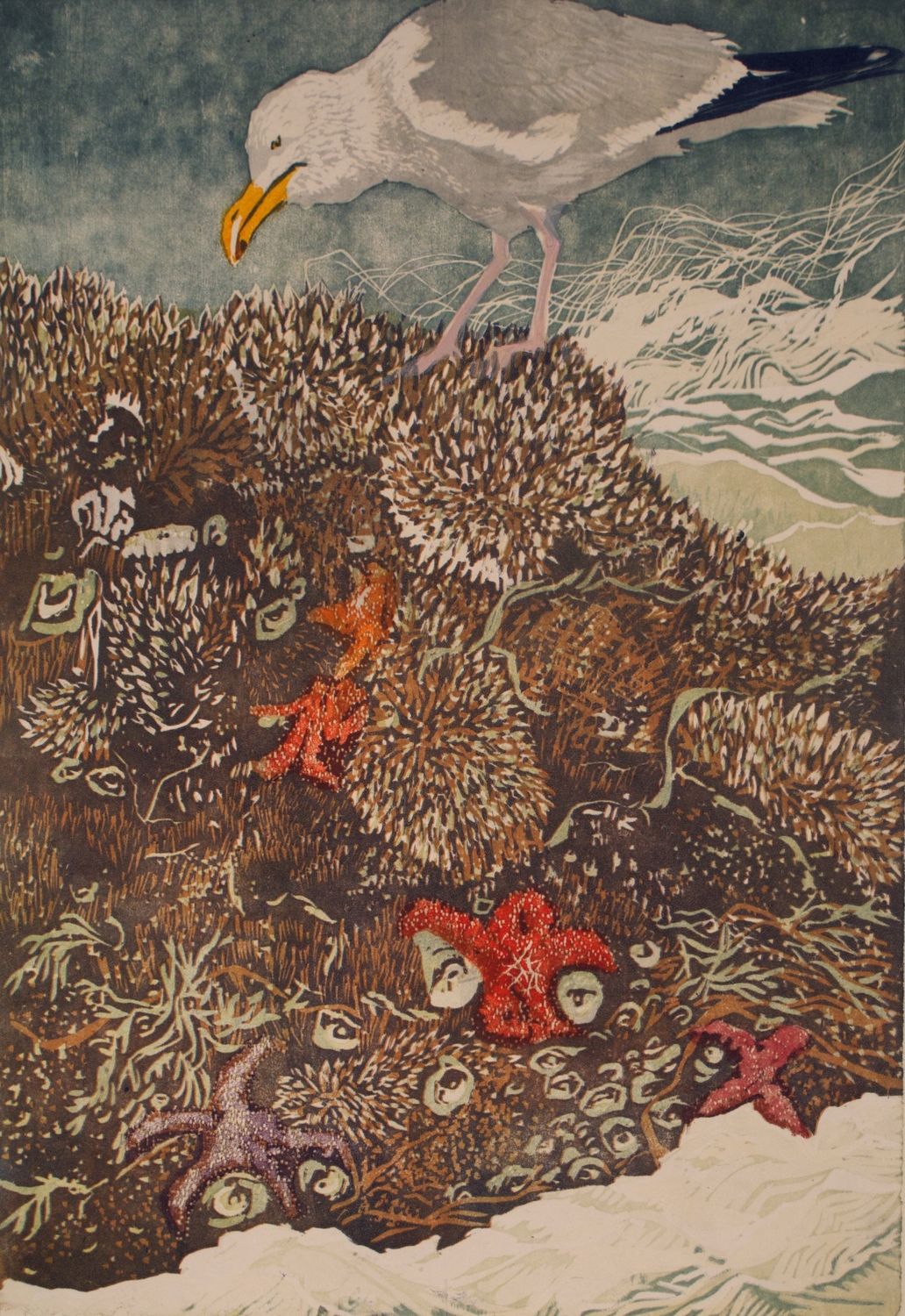 Tidepooling
