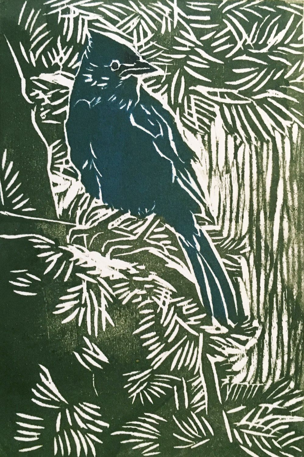 Steller's Jay
