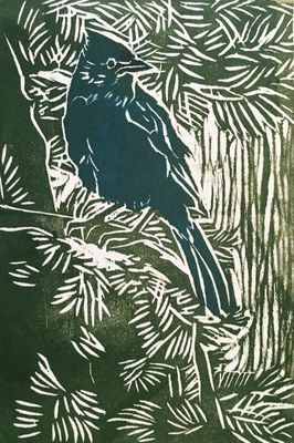 Steller's Jay