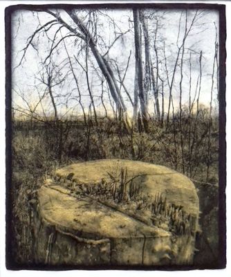 Stump at Bear Creek