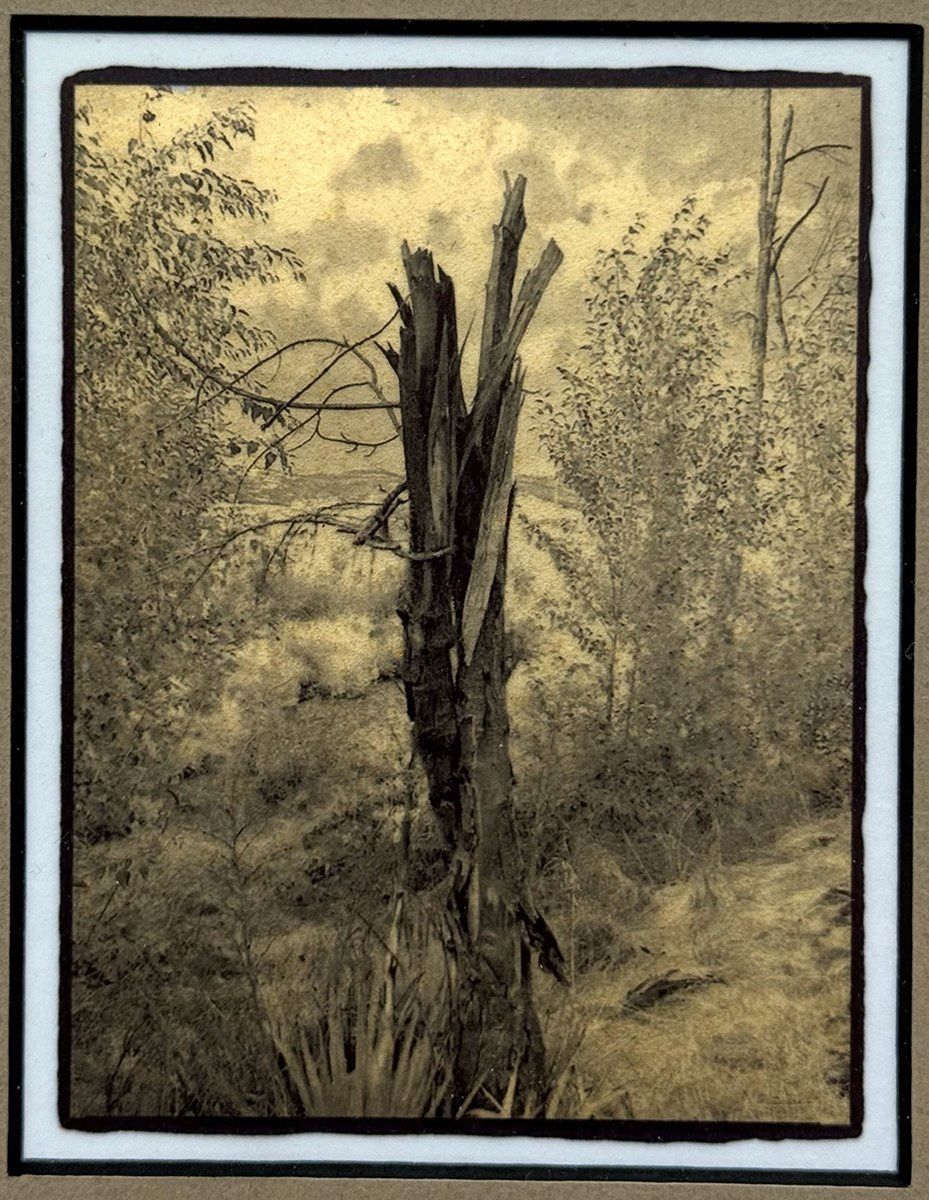 Twisted Stump