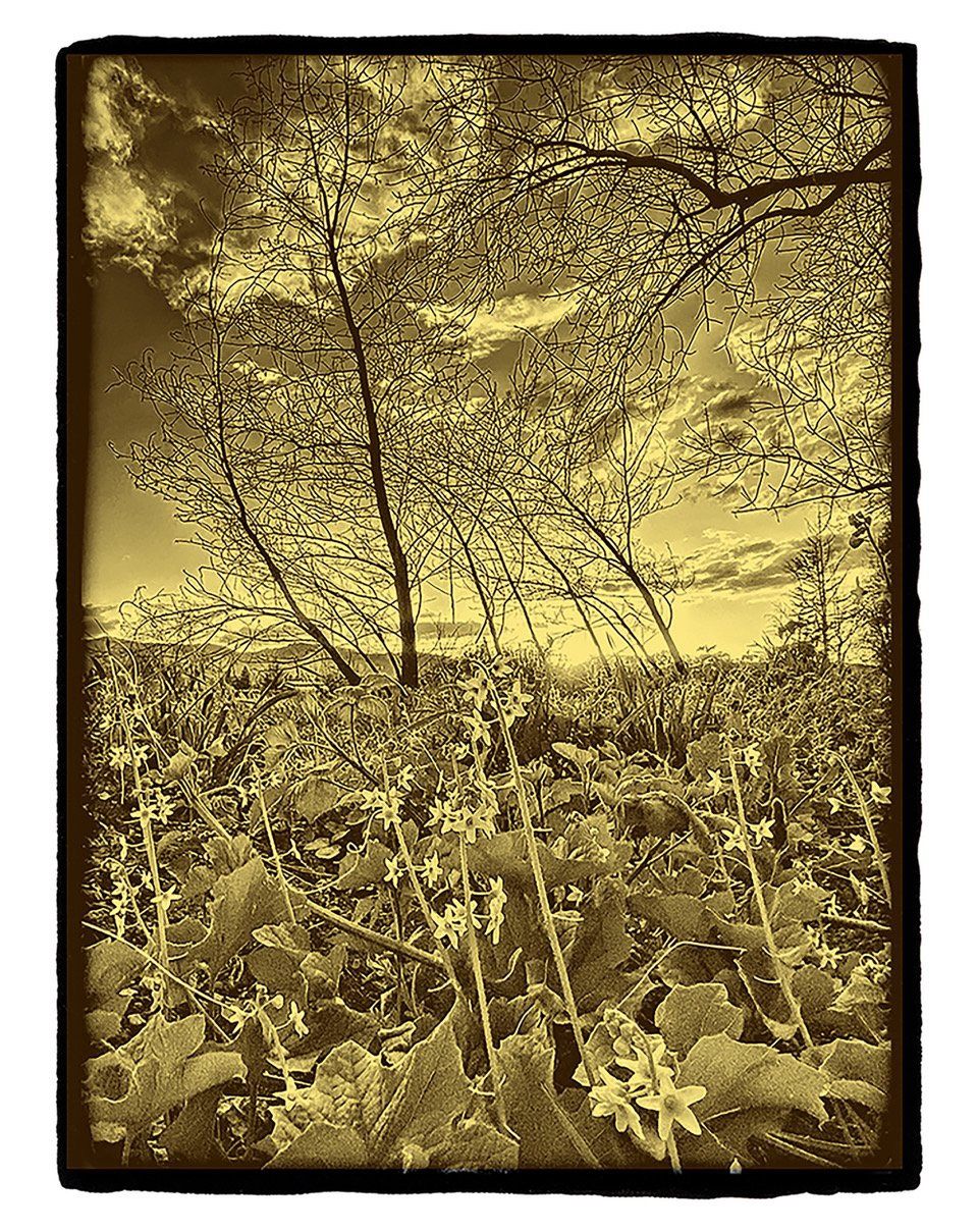 Wildflowers, up through the Ashes