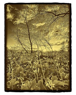 Wildflowers, up through the Ashes