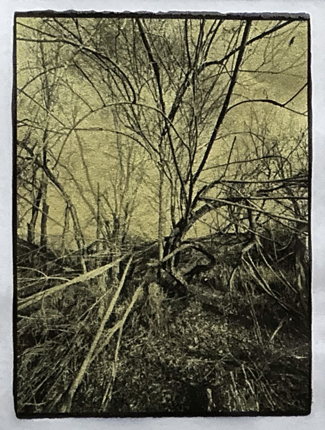 Twisted Trees