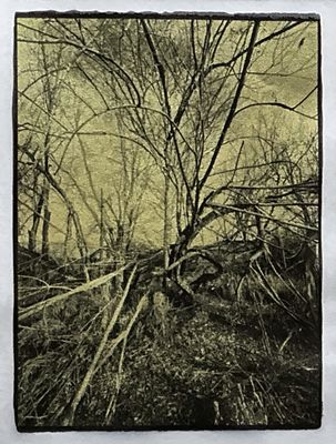 Twisted Trees