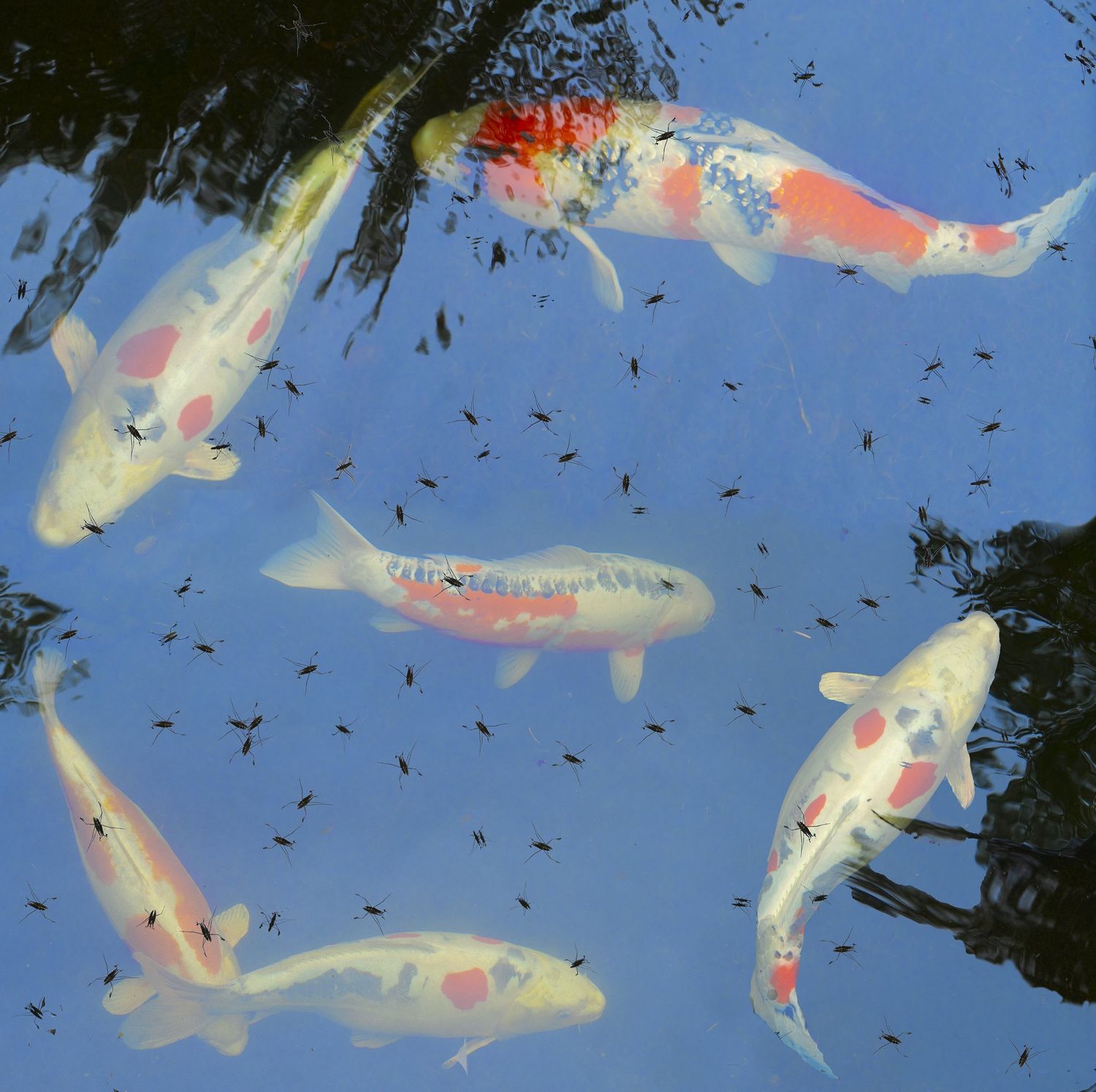 Carp