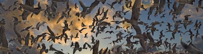 Birds