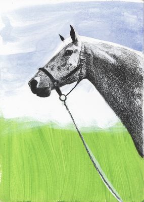 Appaloosa