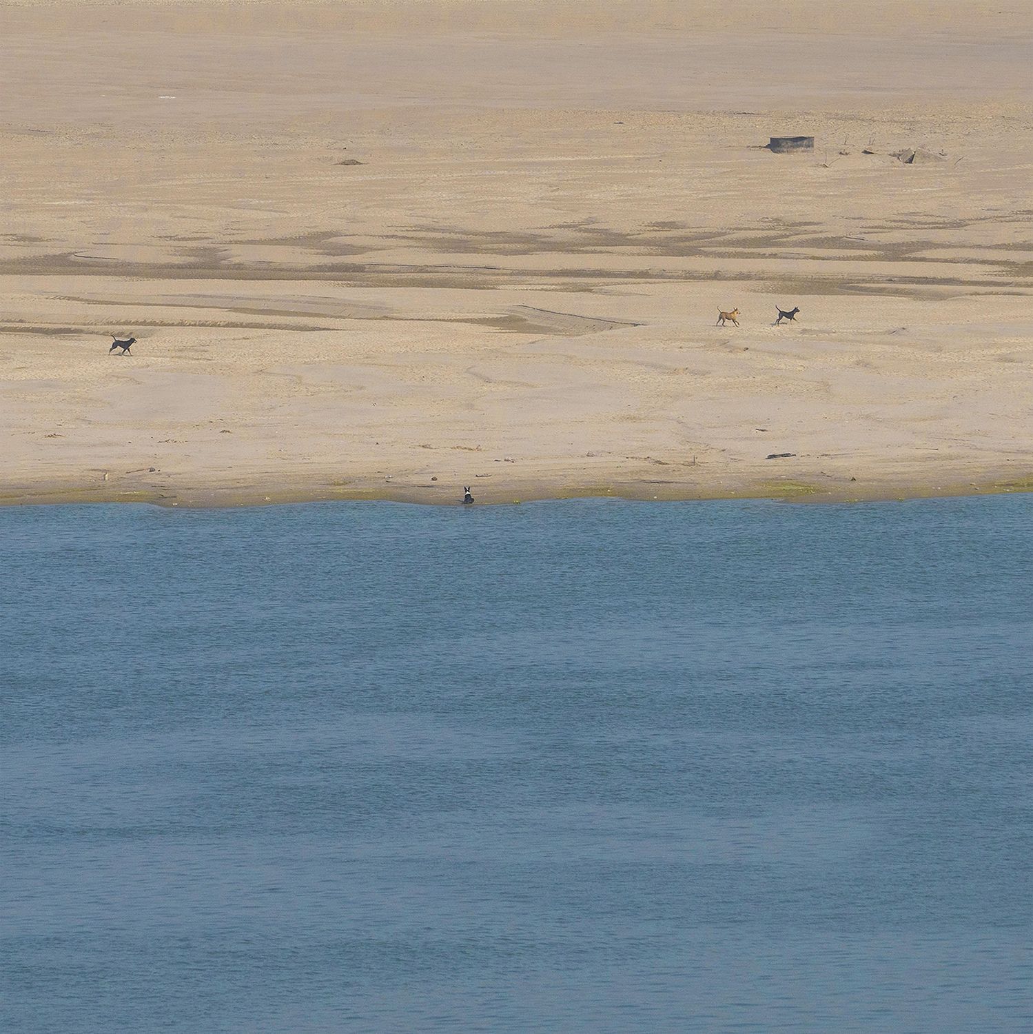Wild Dogs, Ganges River, India