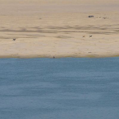 Wild Dogs, Ganges River, India