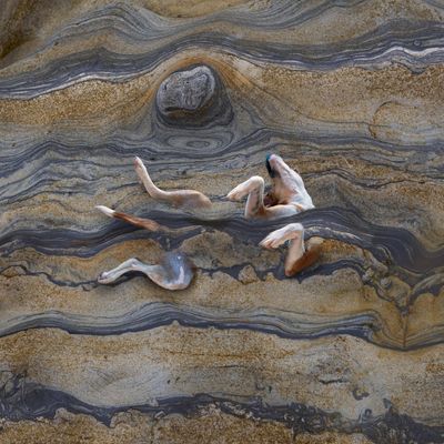 The Sedimentary Origin of the Dog (Singularity Series)