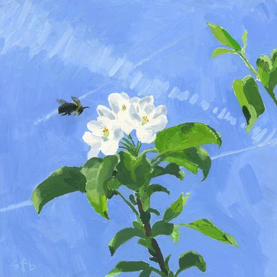 Apple Blossom and Bumble Bee