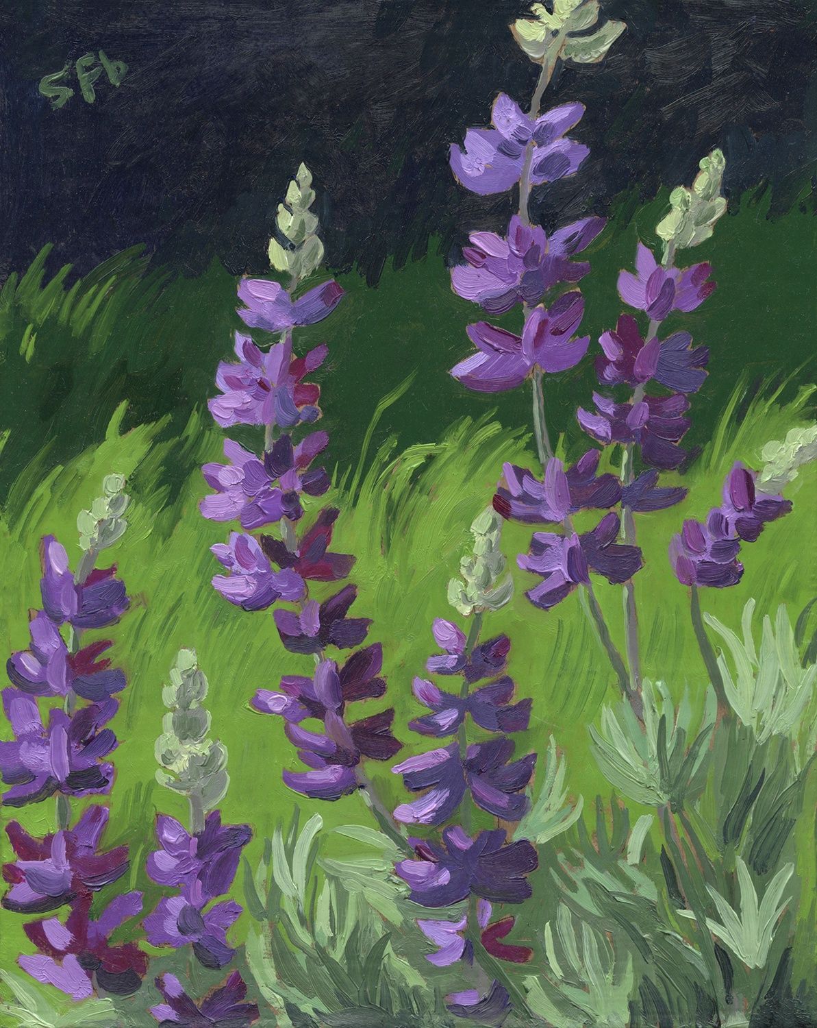 Silver Leaf Lupine