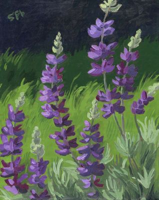 Silver Leaf Lupine