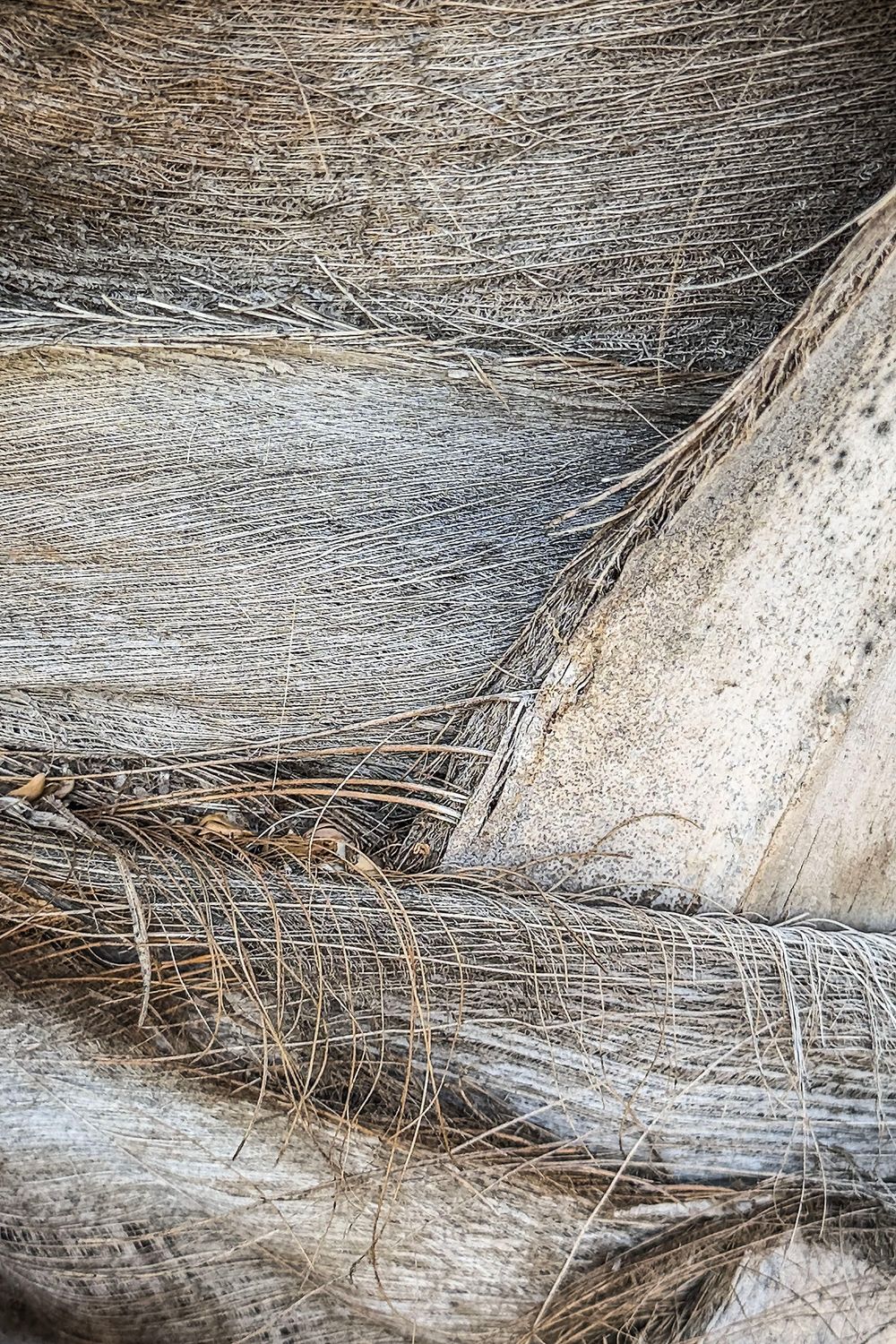 Kohala Palm No 15