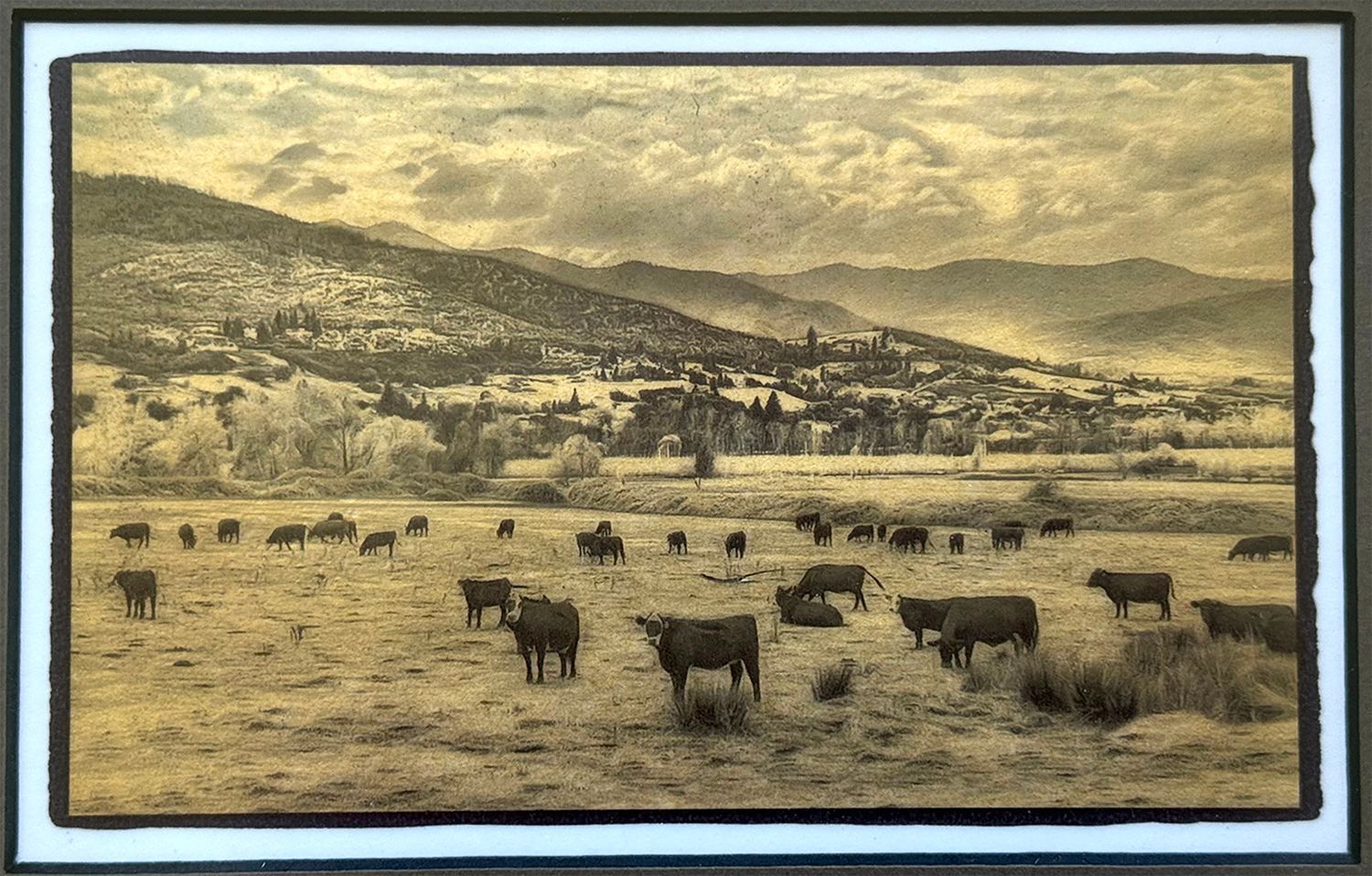 Cows, Hills of Talent