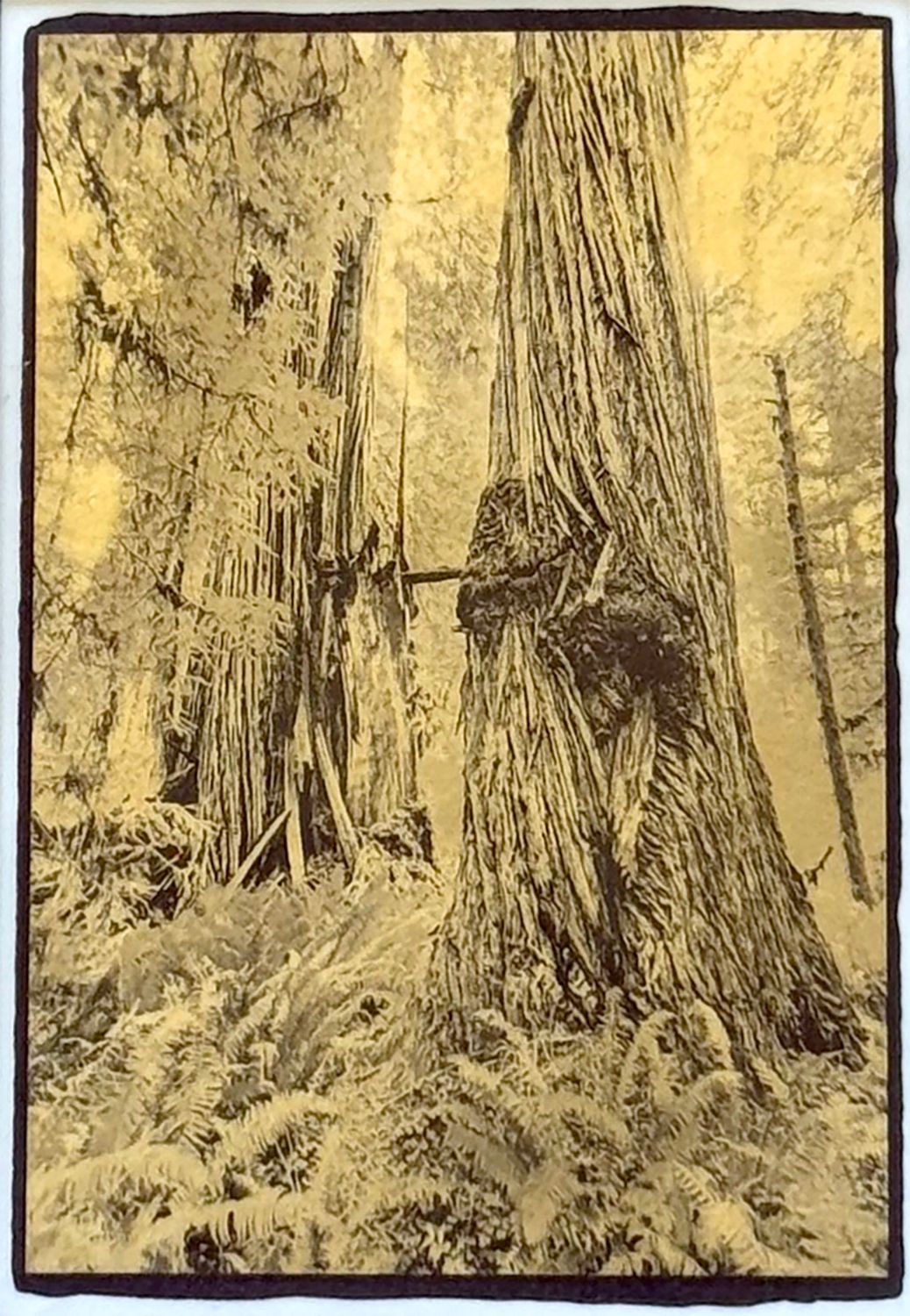 Redwoods &amp; Ferns